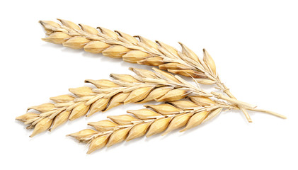 Ripe wheat ears isolated on white background