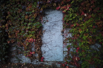 Ivy on concrete wall with door