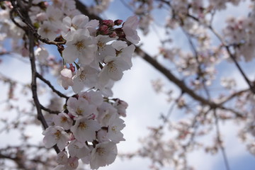Japanese spring sakura pictures (cherry blossoms)