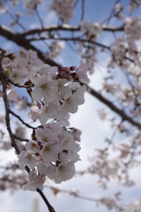 Japanese spring sakura pictures (cherry blossoms)
