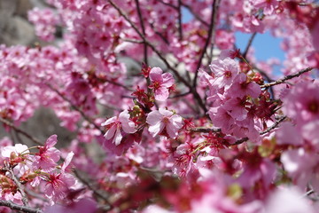 Japanese spring sakura pictures (cherry blossoms)