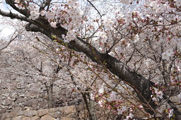 Japanese spring sakura pictures (cherry blossoms)