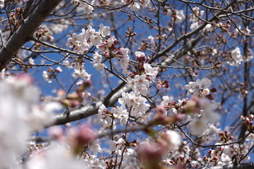 Japanese spring sakura pictures (cherry blossoms)