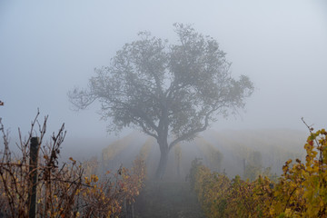 Obraz premium A lonley and misty view of a tree in the middle of a wine yard field in Burgenland Austria in the morning in autum fog