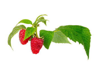 raspberry with leaves isolated on white background
