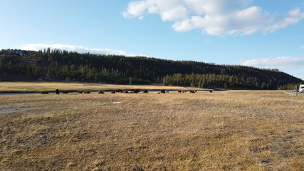 Fototapeta na wymiar Distant bison in field in Yellowstone National Park, WY