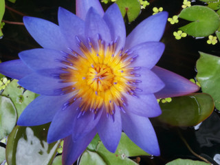 purple lotus with yellow pollen in water