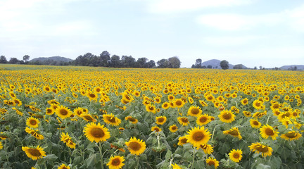 Fototapeta premium sunflower field with cloudy sky