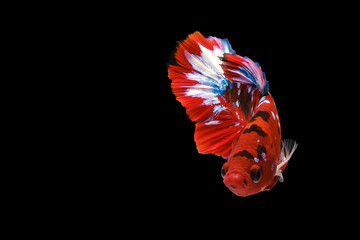 Wild betta fish, Siamese fighting fish, Pla-kad (Biting fish) isolated on black background. File contains a clipping path.