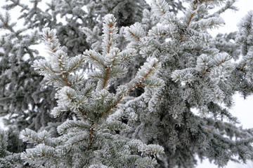 background of branches of blue spruce in hoarfrost