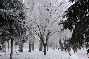 blue spruce alley in the park in winter