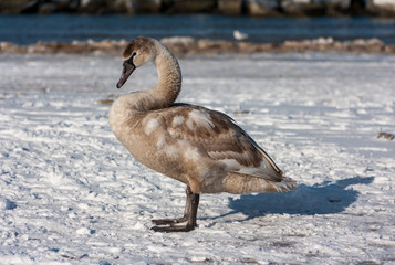 A young mute swan on a beach in winter