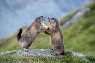 Kämpfende Murmeltiere (Marmota) in den Alpen
