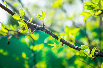 New leaves on wild aplle tree in the garden. Selective focus.
