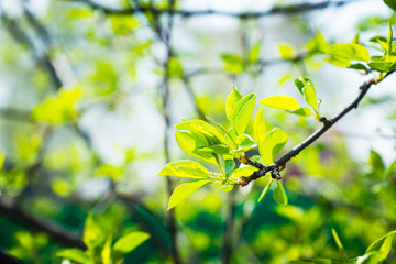 New leaves on wild aplle tree in the garden. Selective focus.