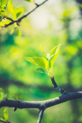 New leaves on wild aplle tree in the garden. Selective focus.