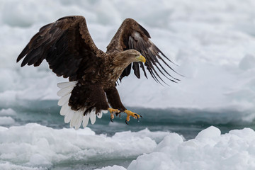 eagle