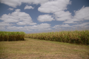 Sugar cane field against a sunny sky, Queensland