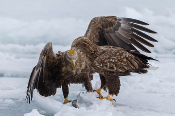eagle