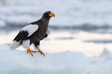 eagle