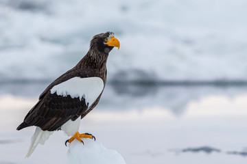 eagle