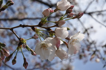 桜