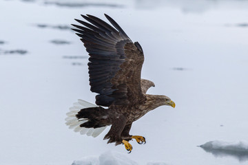 eagle