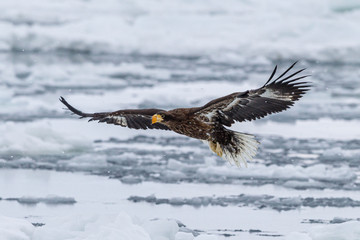 eagle