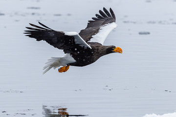 eagle