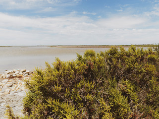 Paysage de Camargue. Entre terre et mer