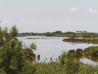 Le Parc naturel régional de Camargue en France