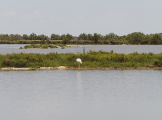 La Camargue. Paysages de lagunes, roselières, dunes et étangs saumâtres