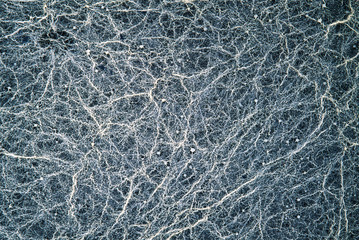 Brettanomyces yeast growing close up