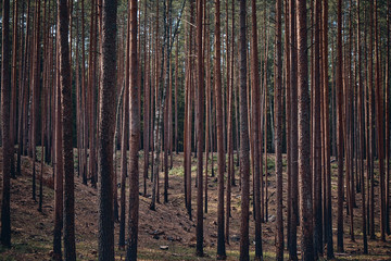 The Tall Pine Tree Forest