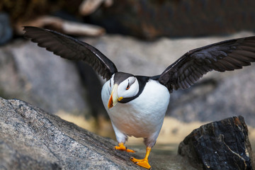 Puffin