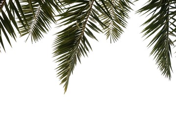 Fototapeta premium Tropical palm leaves with branches on white isolated background for green foliage backdrop 