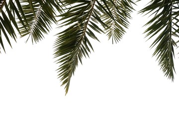 Tropical palm leaves with branches on white isolated background for green foliage backdrop 