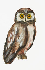 Obraz premium Owl in watercolors