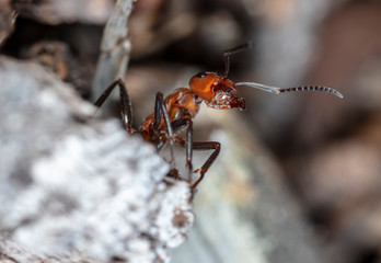 big red forest ant in natural habitat