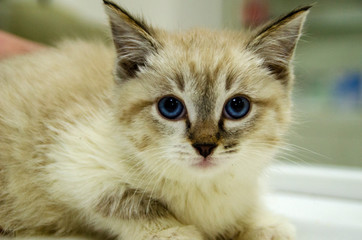 Portrait of a white kitten with blue eyes
