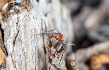 big red forest ant in natural habitat