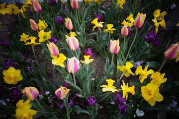 Obraz premium flowers in a garden