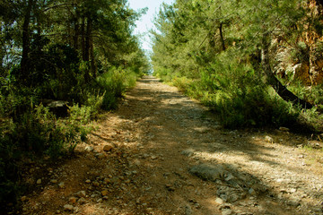 hiking path in the forest