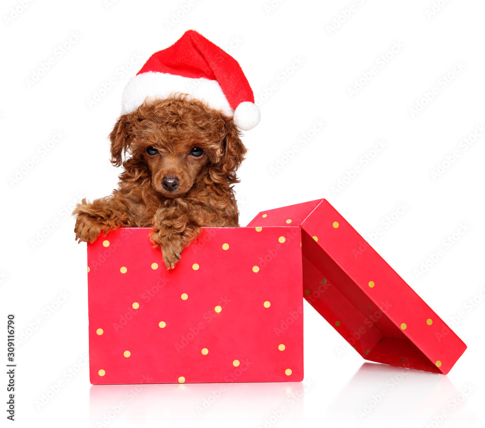 Poster Toy Poodle puppy in Santa s red hat sits in gift box