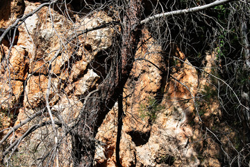 Dry tree trunk in front of rocks