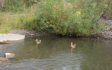 ducks in the wild swim in the water