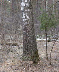  big tree svol in real nature