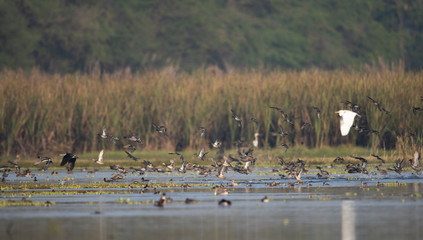 flock of ducks landing in wetland