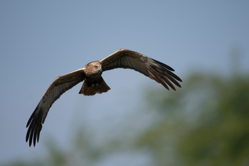 Marsh harrier Flying