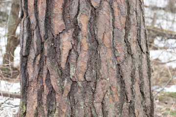 brown bark of pine tree close-up